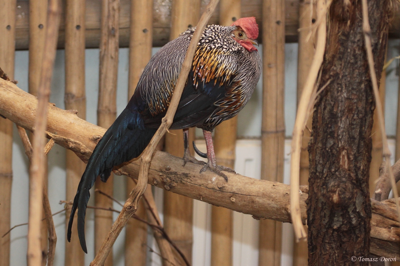 Grey Junglefowl (Gallus sonneratii) male