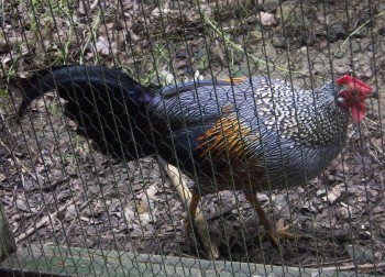 Grey Junglefowl (Gallus sonneratii)