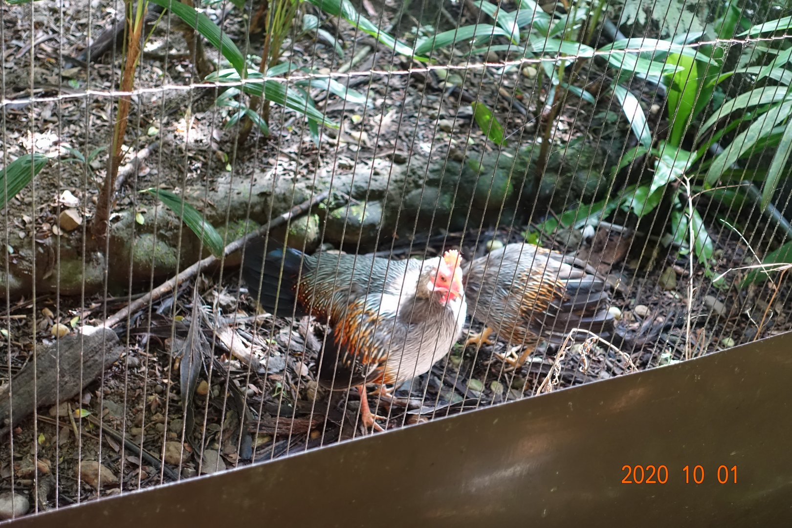 Grey Junglefowl (Gallus sonneratii)