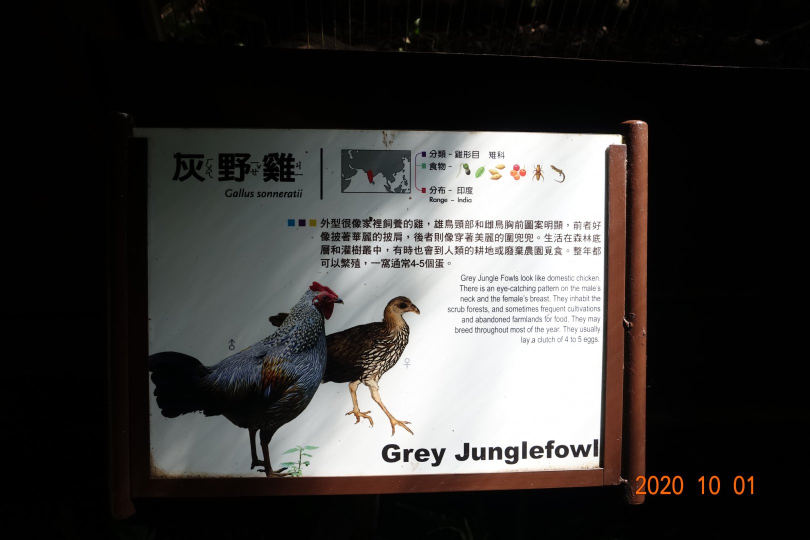 Grey Junglefowl (Gallus sonneratii)