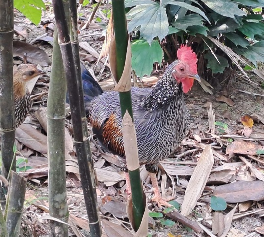Grey Junglefowl (Gallus sonneratii)
