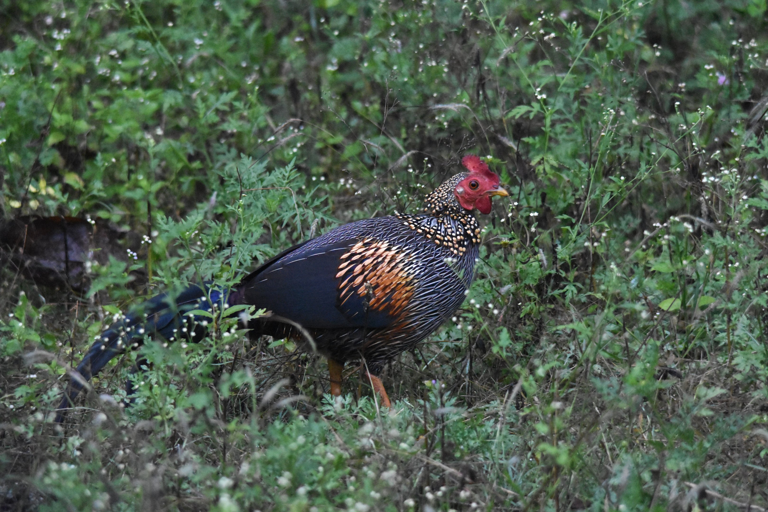 Grey Junglefowl, Nagarahole Tiger Reserve, 19th November 2024