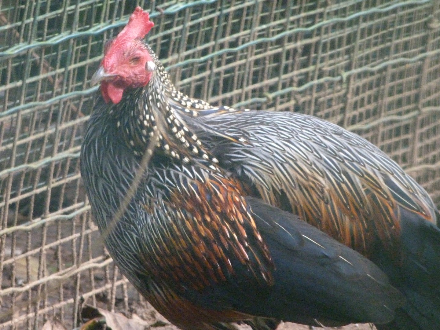Grey junglefowl -Zoo de Santillana del Mar (2024)