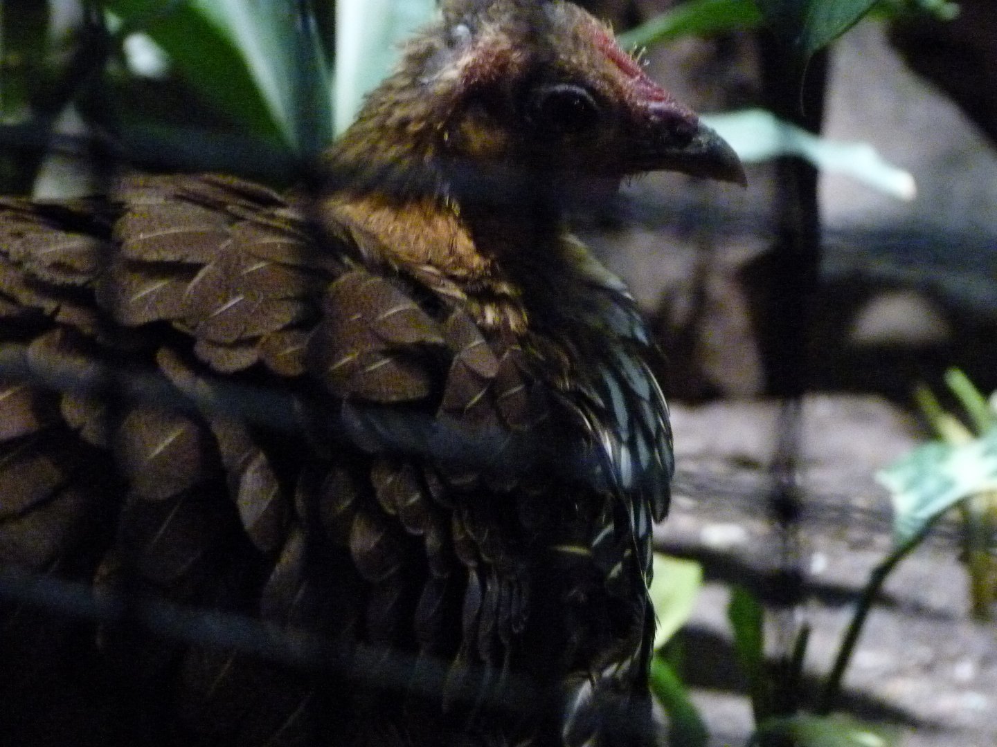 Grey junglefowl -Zoologischer Garten Berlin (2024)