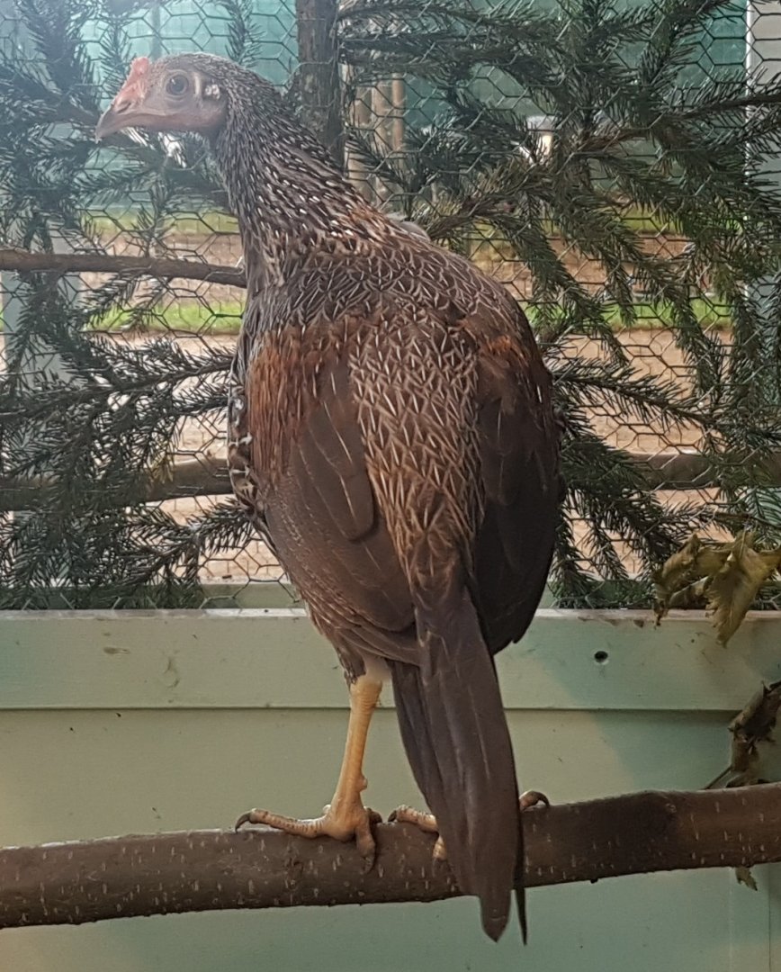 Grey junglefowl