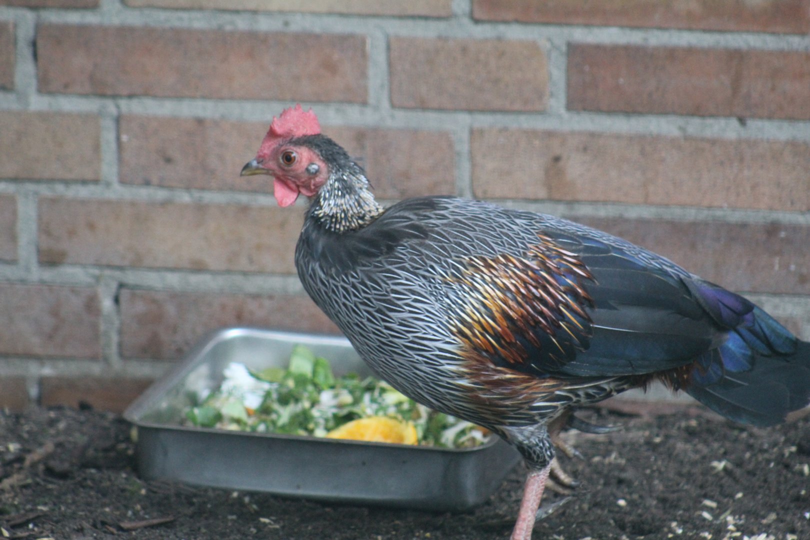 Grey Junglefowl