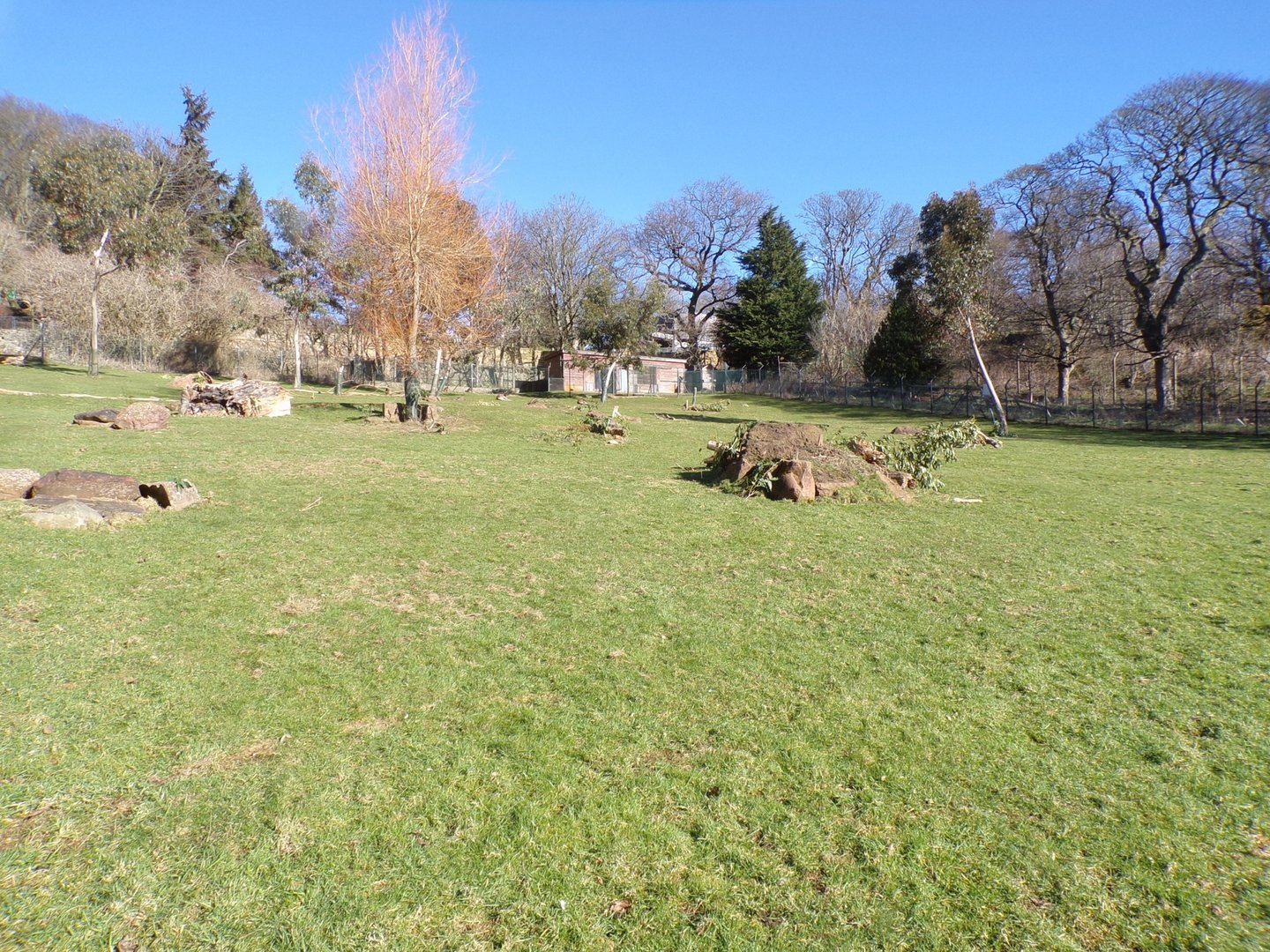 Grey kangaroo and swamp wallaby walkthrough enclosure 11.3.23