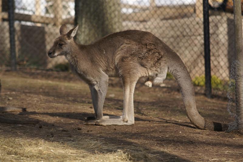 Grey Kangaroo - April 09