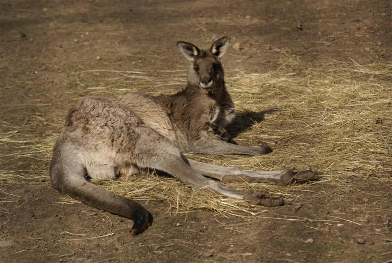 Grey Kangaroo - April 09