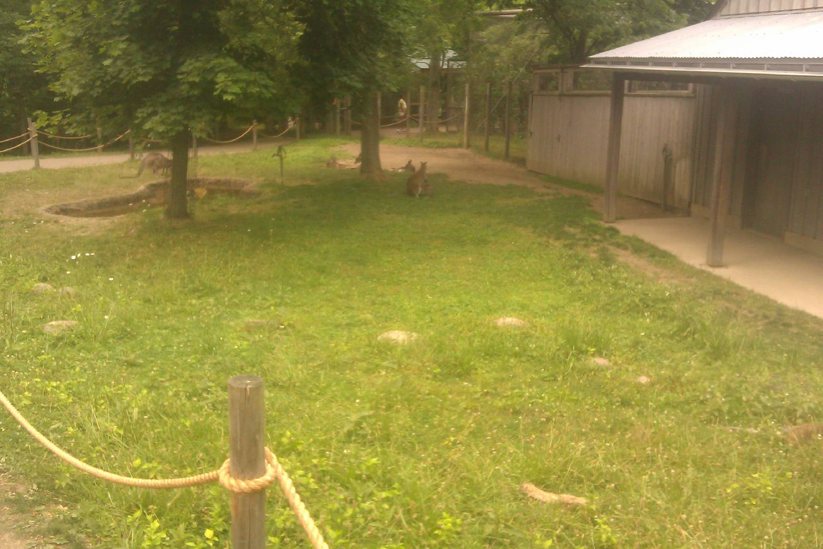 Grey Kangaroo/Bennett's Wallaby Exhibit