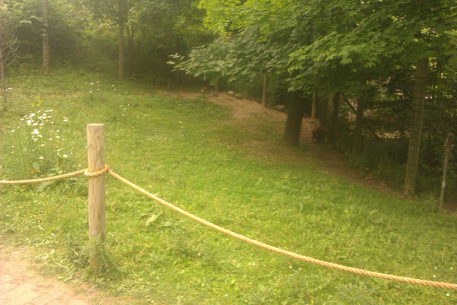 Grey Kangaroo/Bennett's Wallaby Exhibit