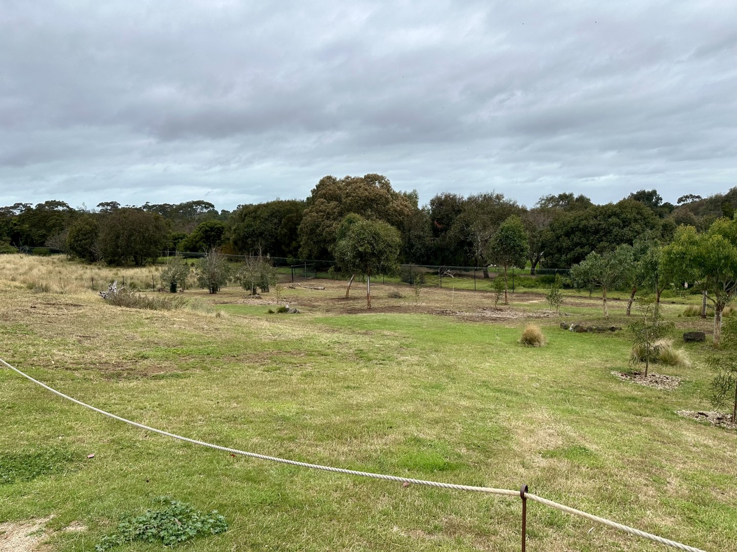 Grey Kangaroo Exhibit