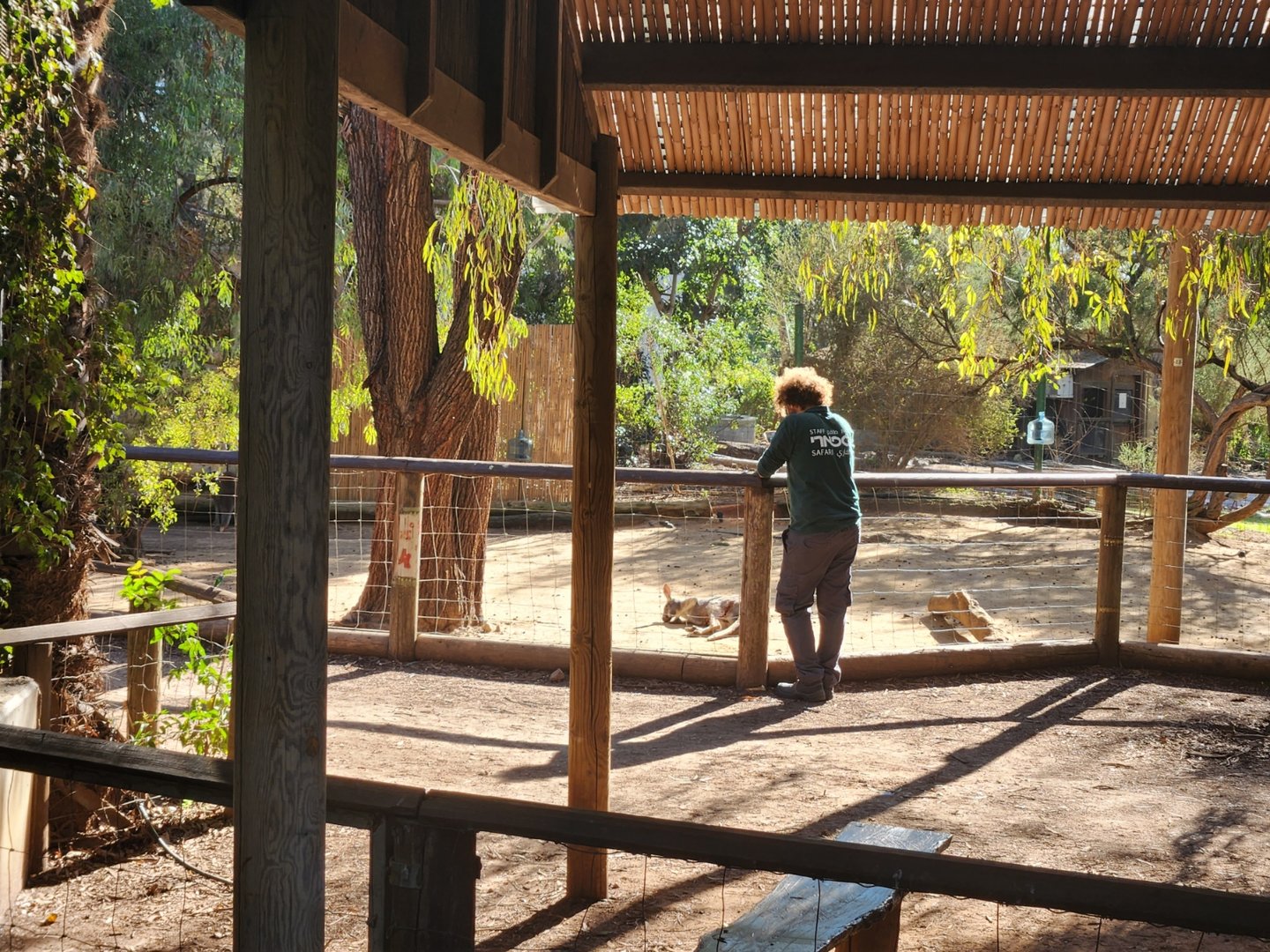 Grey Kangaroo in Labor