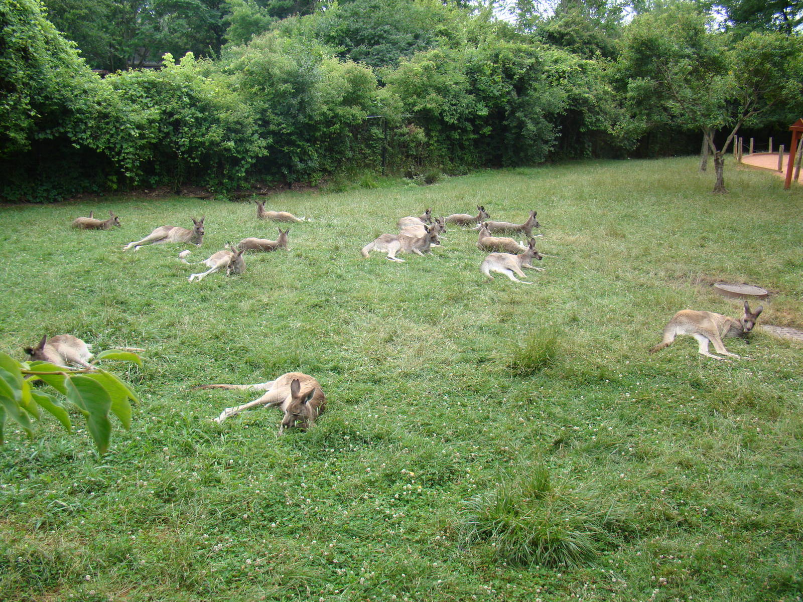Grey Kangaroo mob