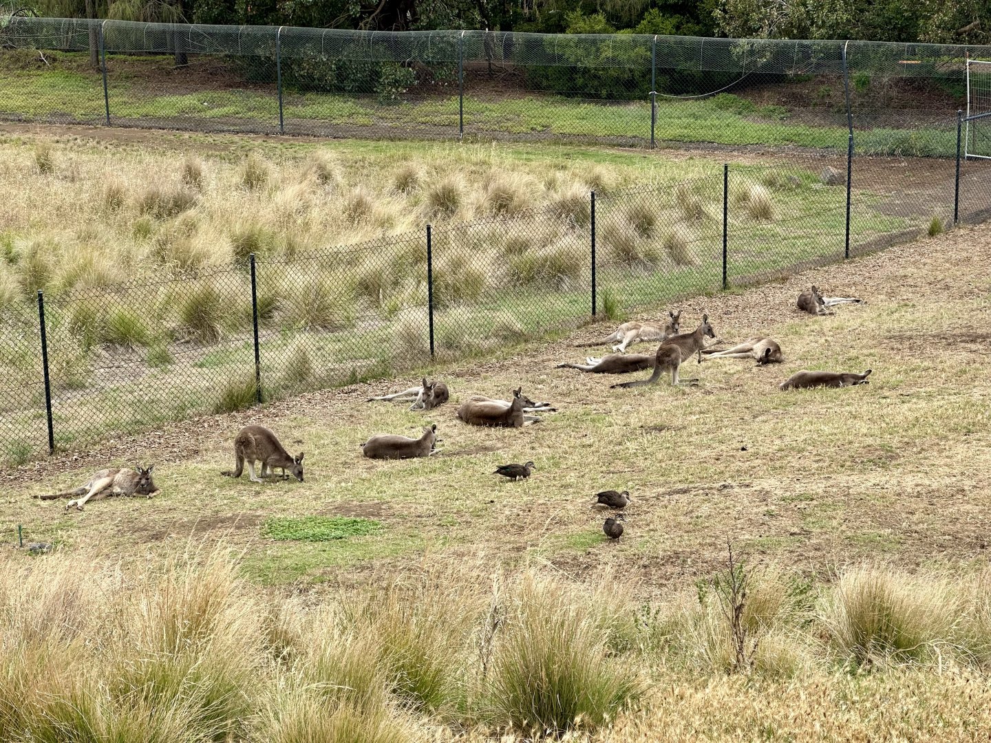 Grey Kangaroo Mob
