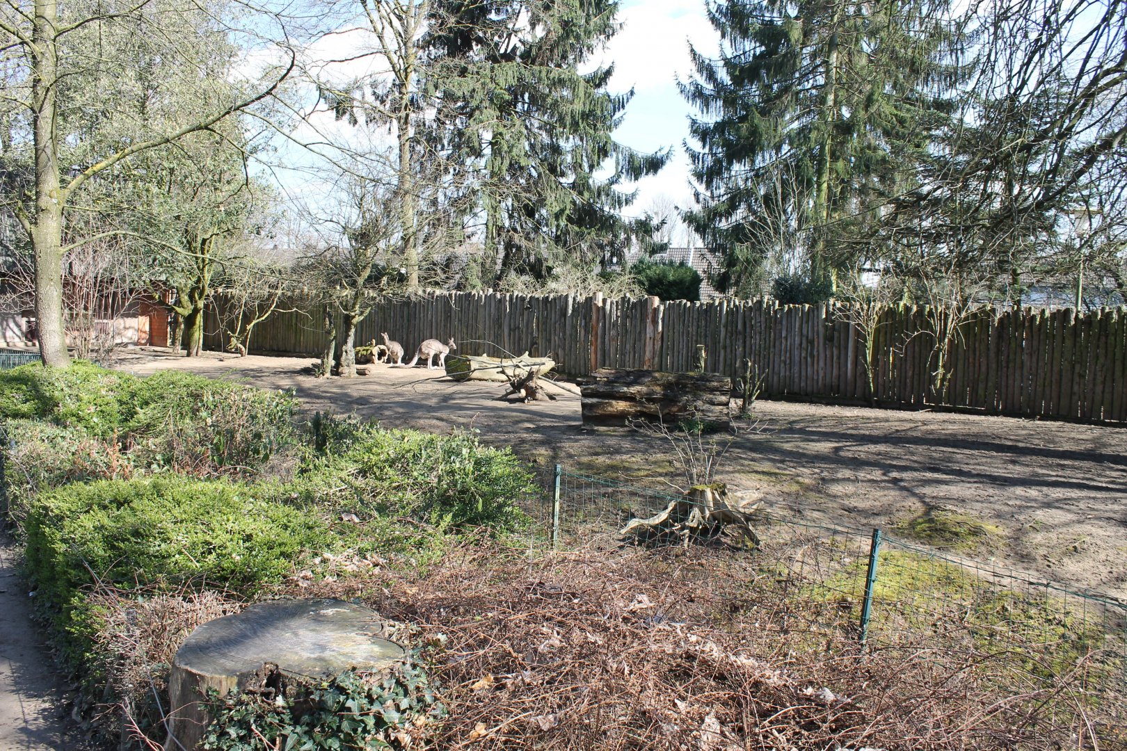 Grey kangaroo - Parma wallaby-enclosure