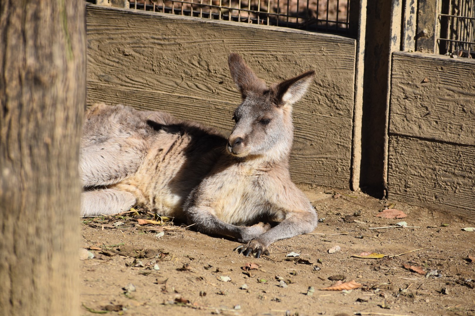 Grey Kangaroo  ~ Saitama Children's Zoo