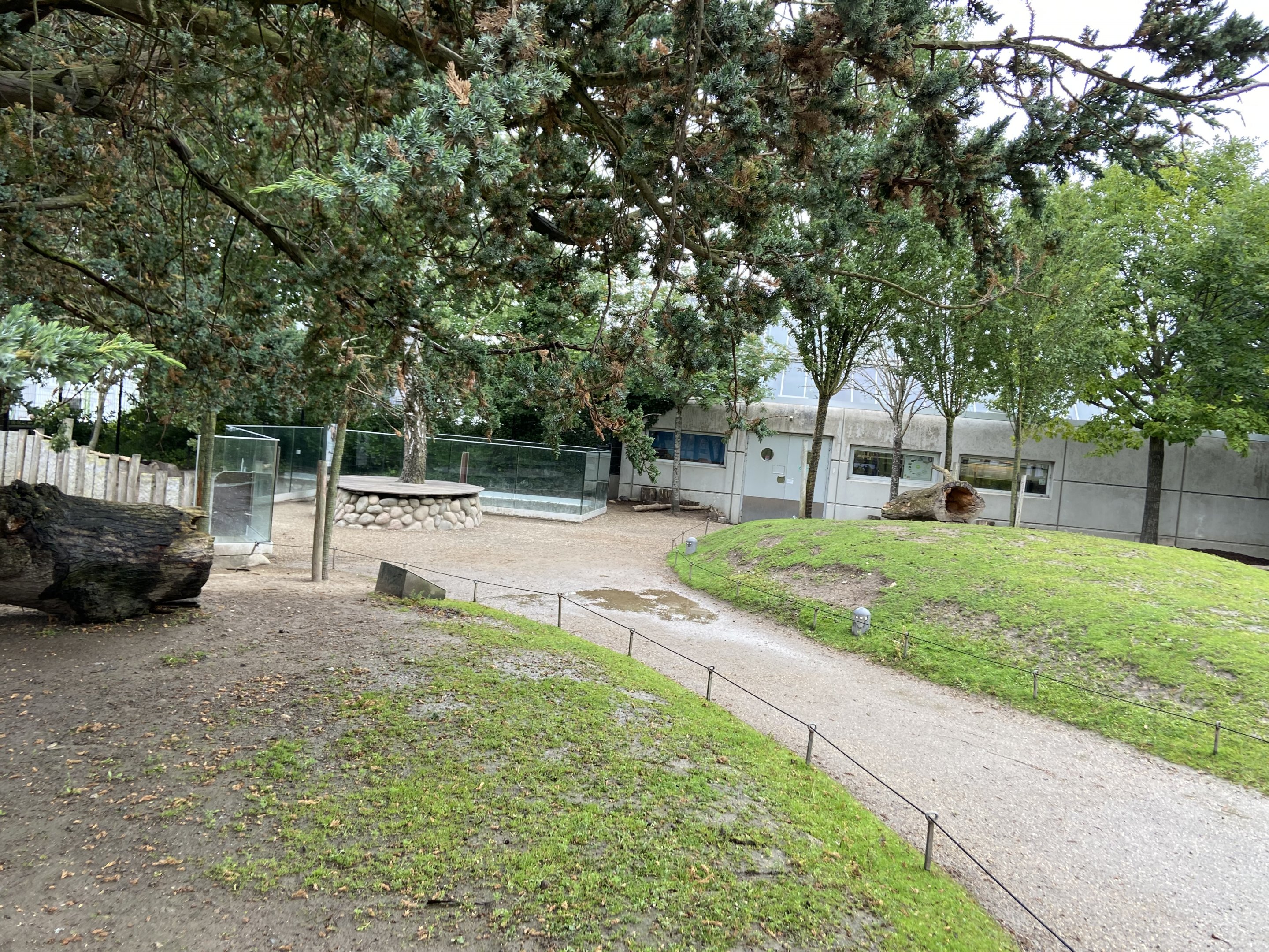 Grey kangaroo walkthrough 2023