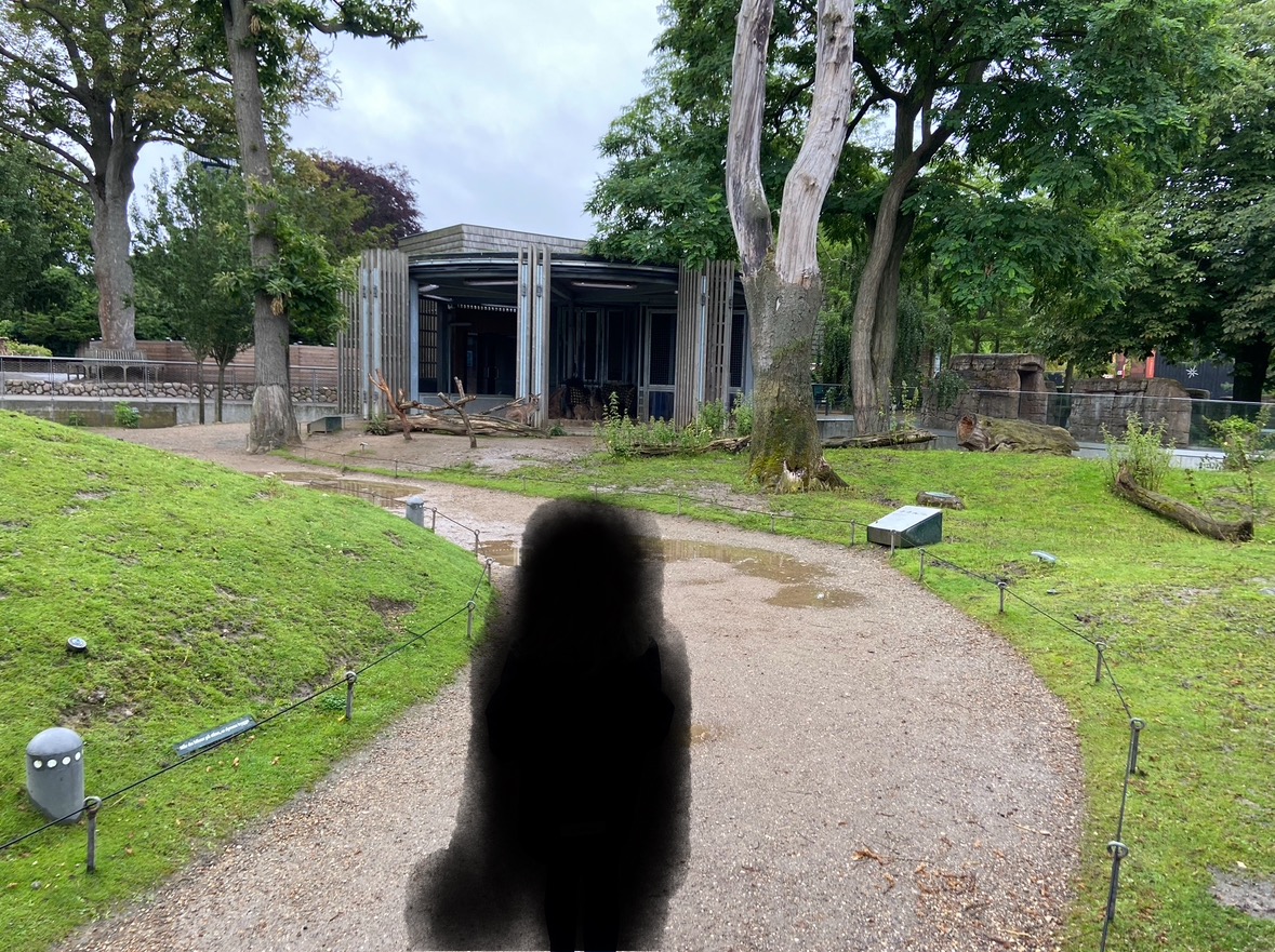 Grey kangaroo walkthrough 2023