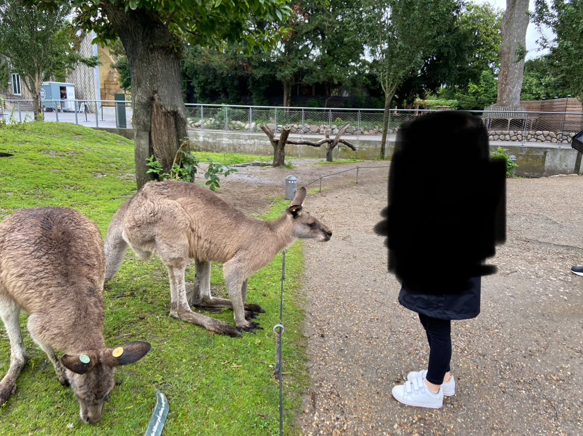 Grey kangaroo walkthrough 2023