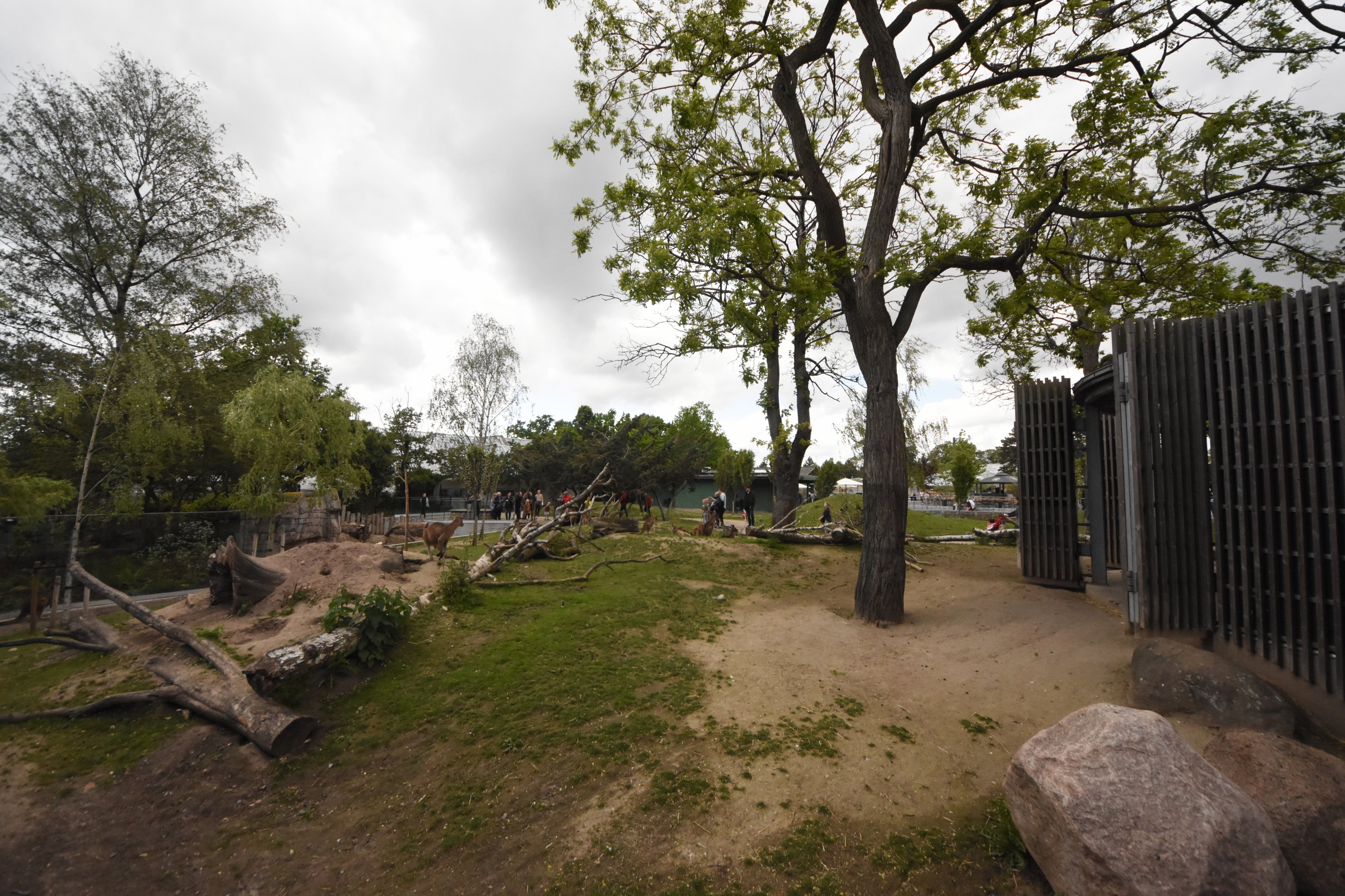 Grey kangaroo walkthrough