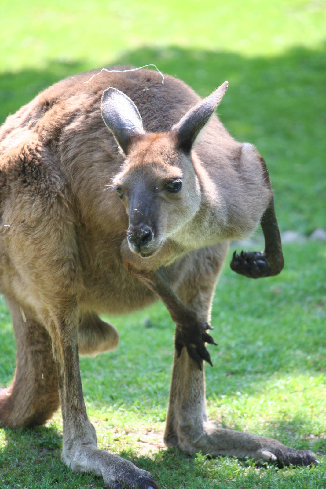 Grey Kangaroo