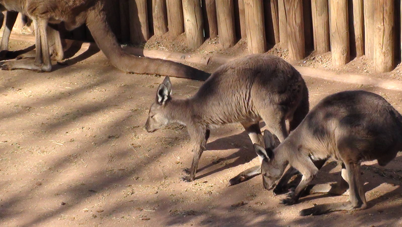 Grey Kangaroo