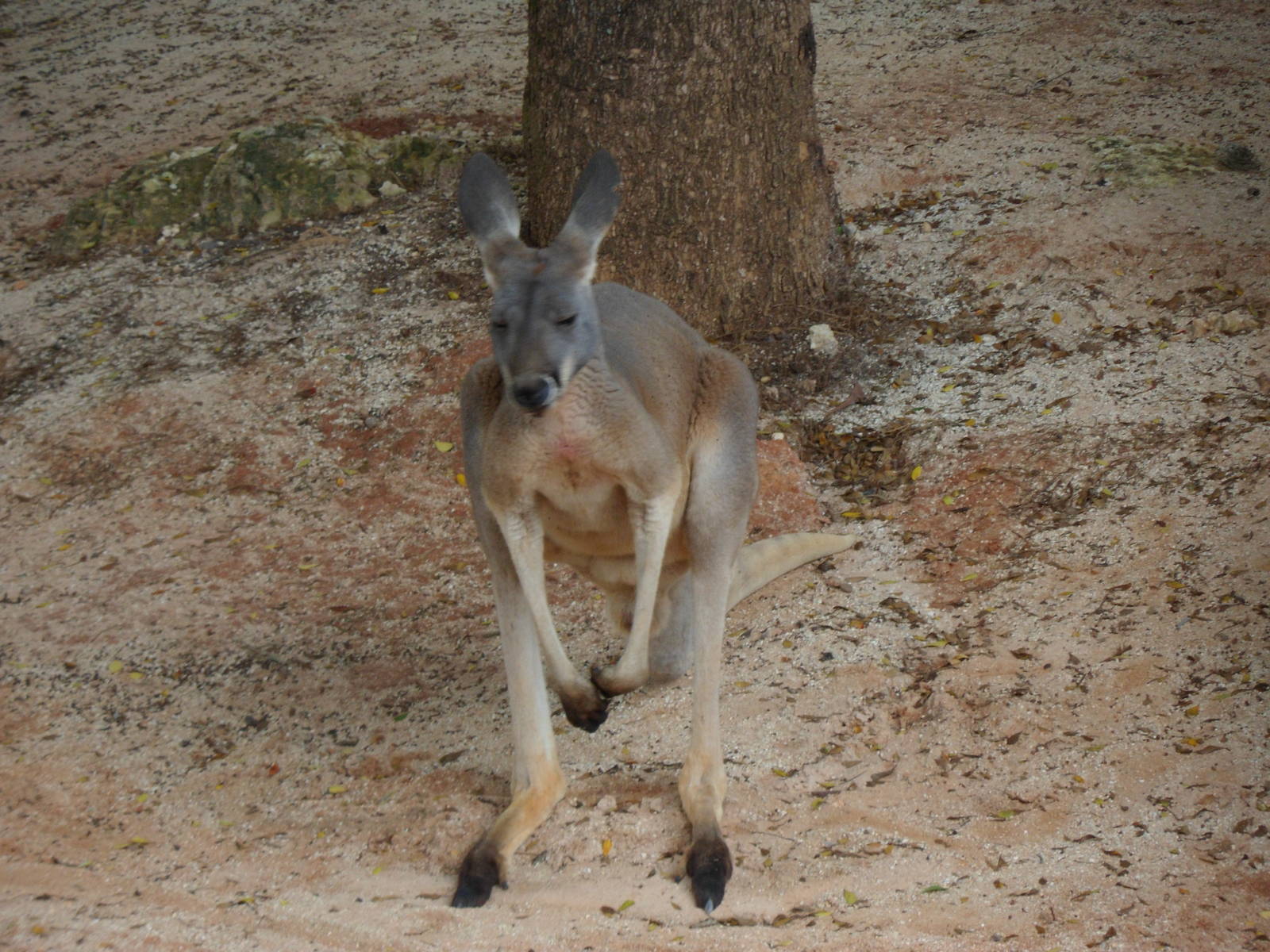 Grey Kangaroo