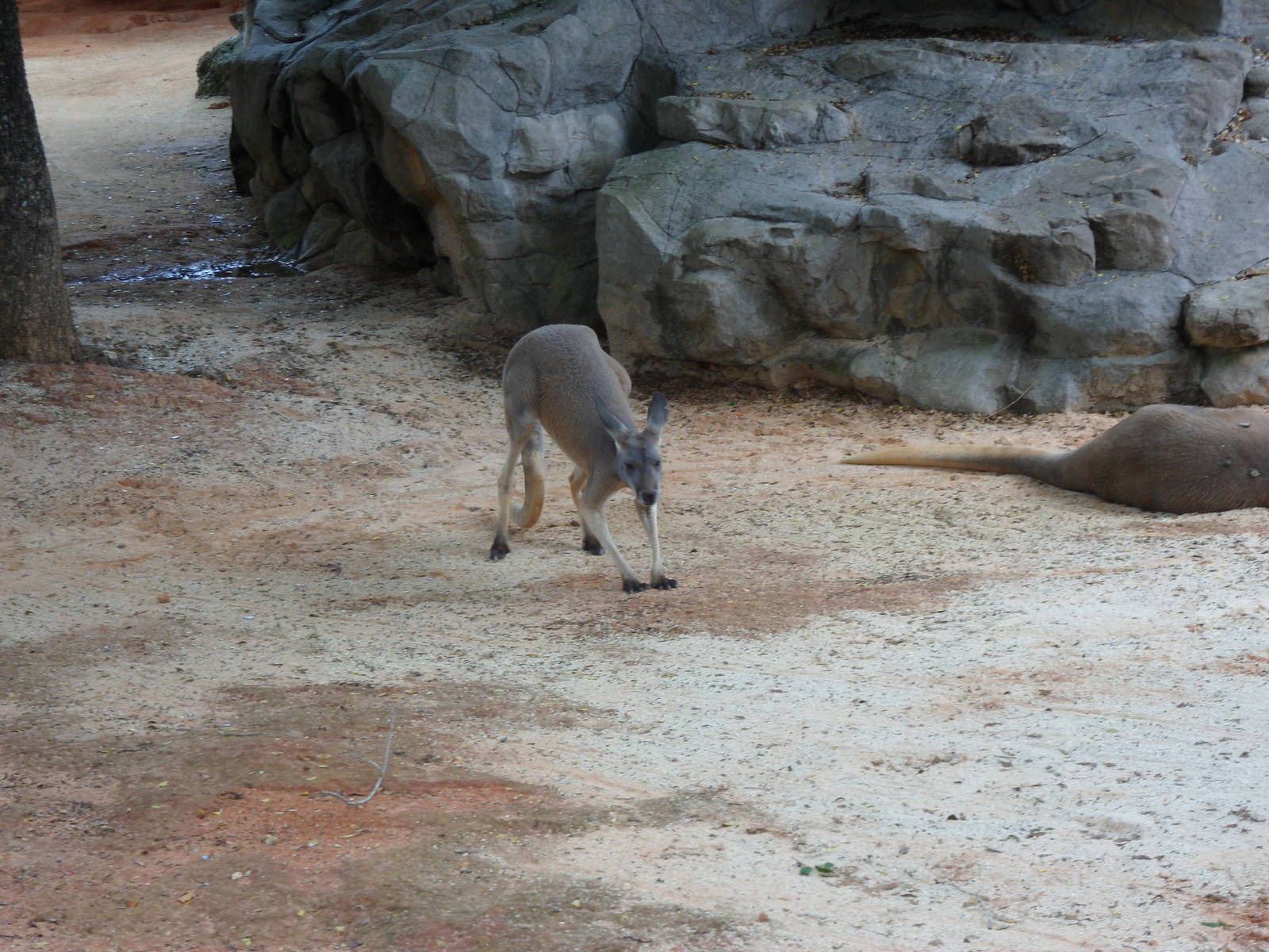Grey Kangaroo