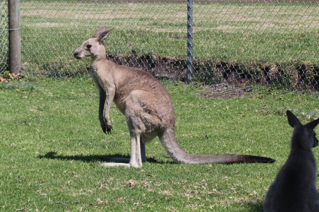 Grey Kangaroo