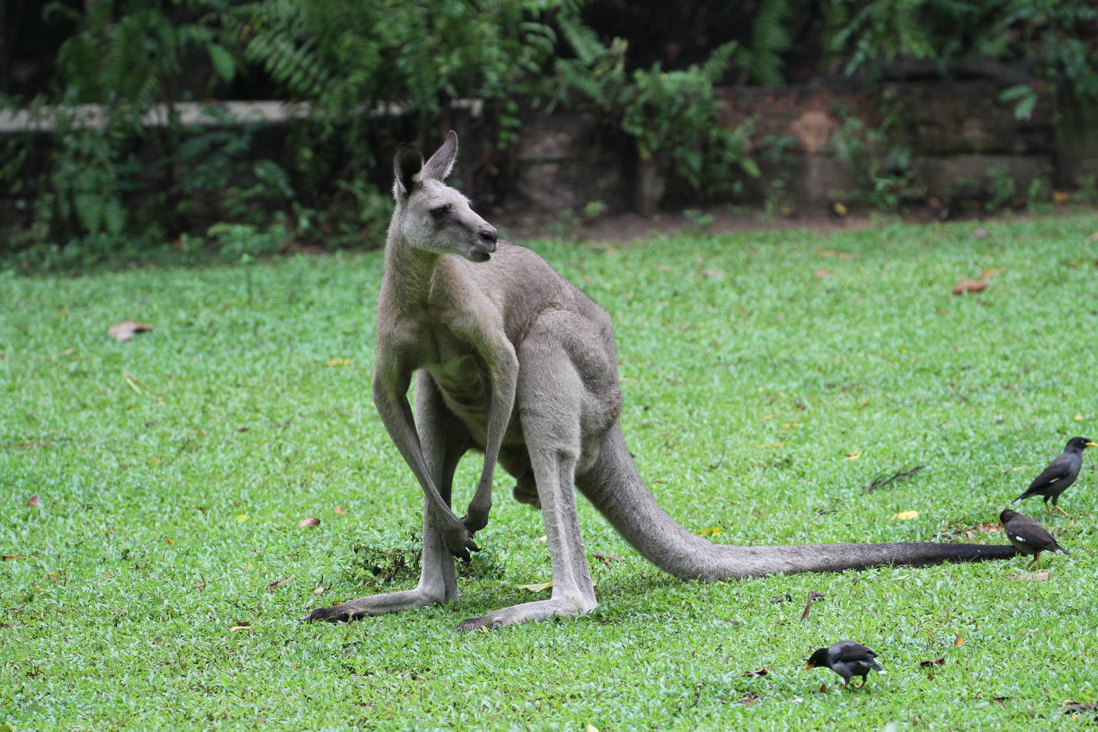 Grey Kangaroo