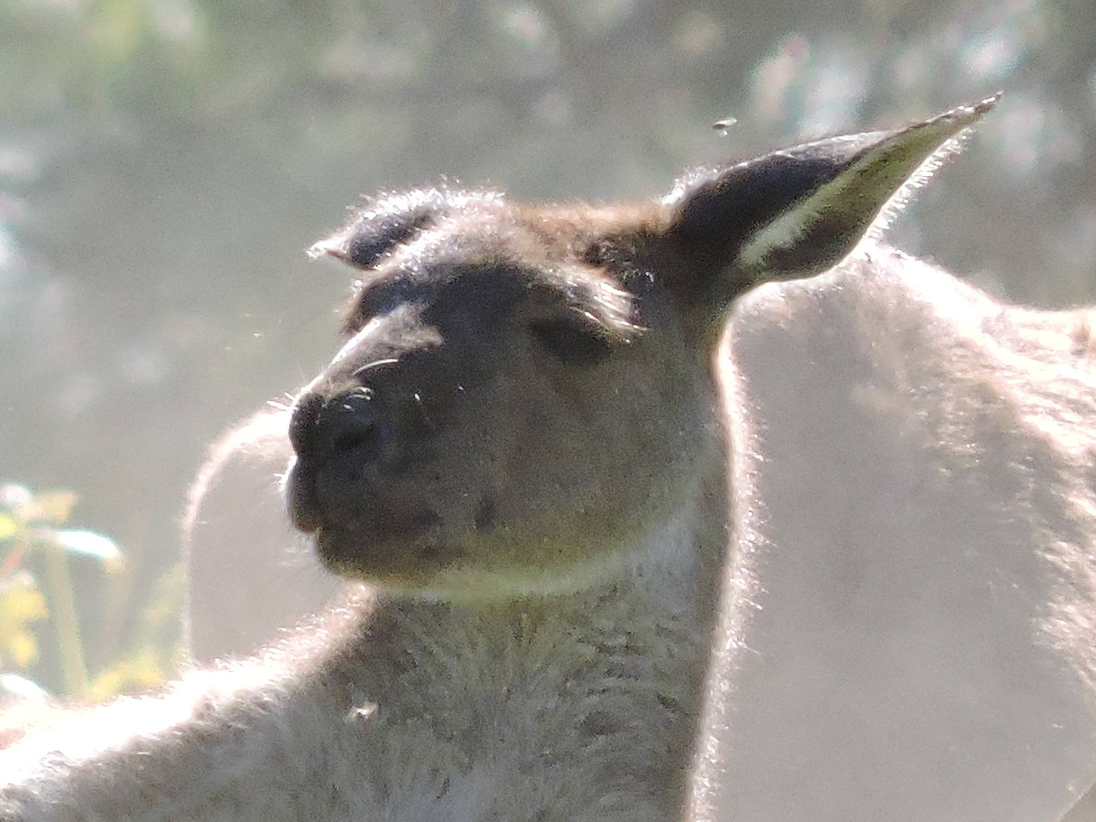 Grey Kangaroo