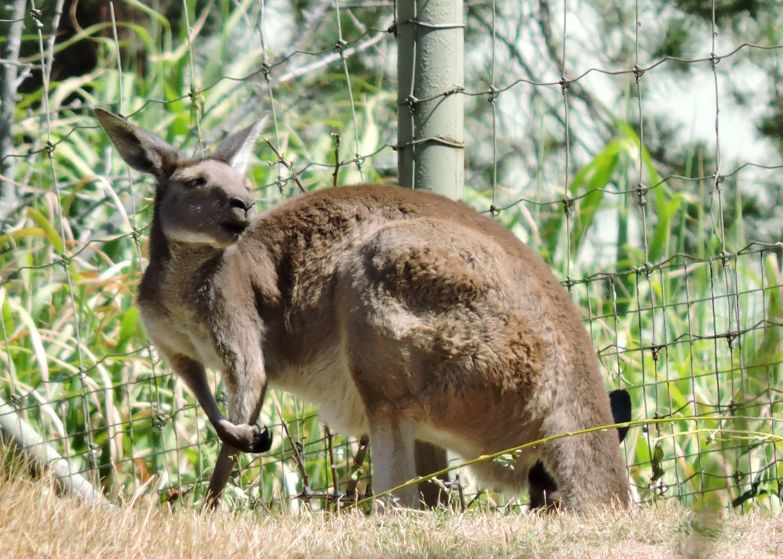 Grey Kangaroo