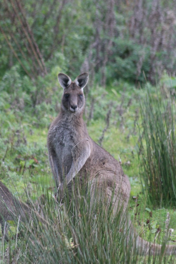 Grey kangaroo