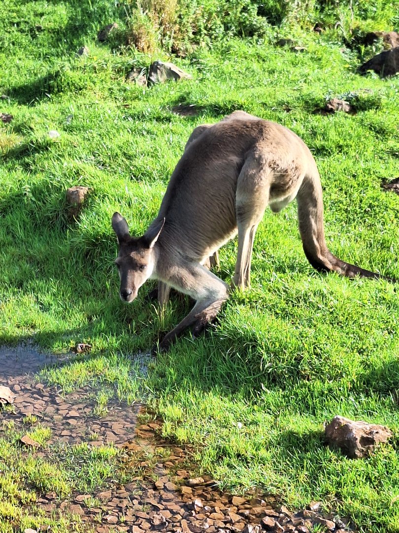 Grey Kangaroo