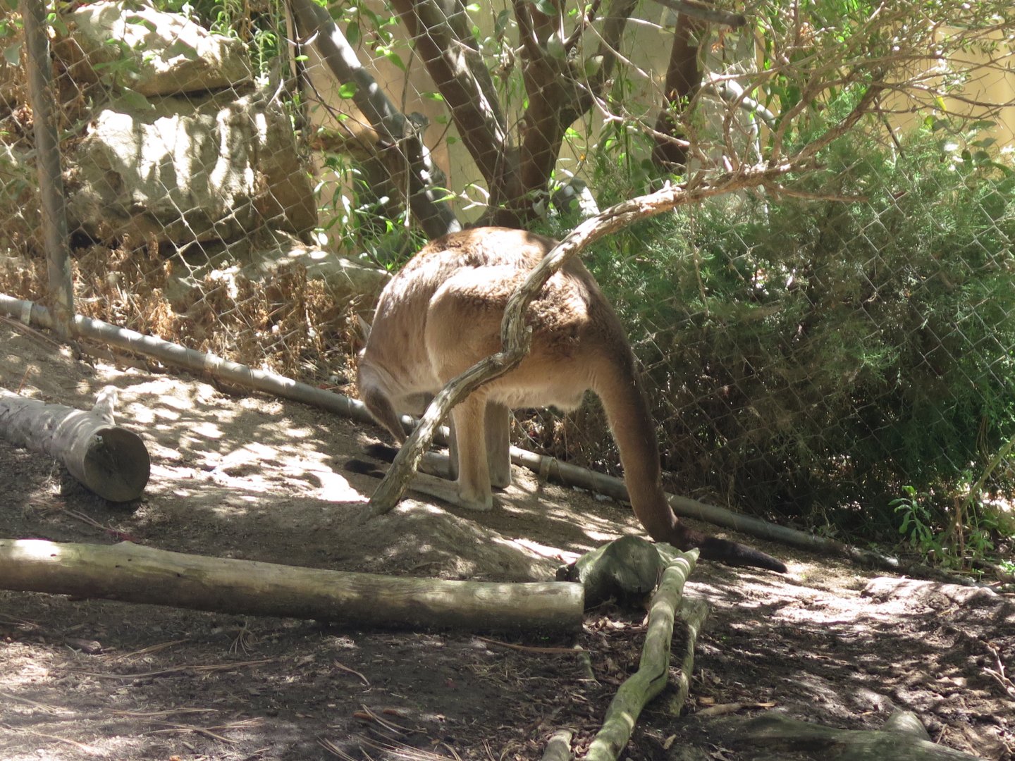 Grey Kangaroo
