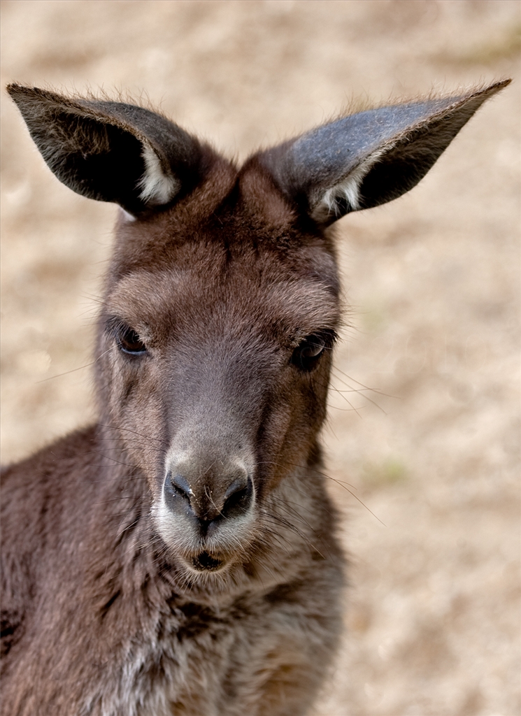 Grey Kangaroo
