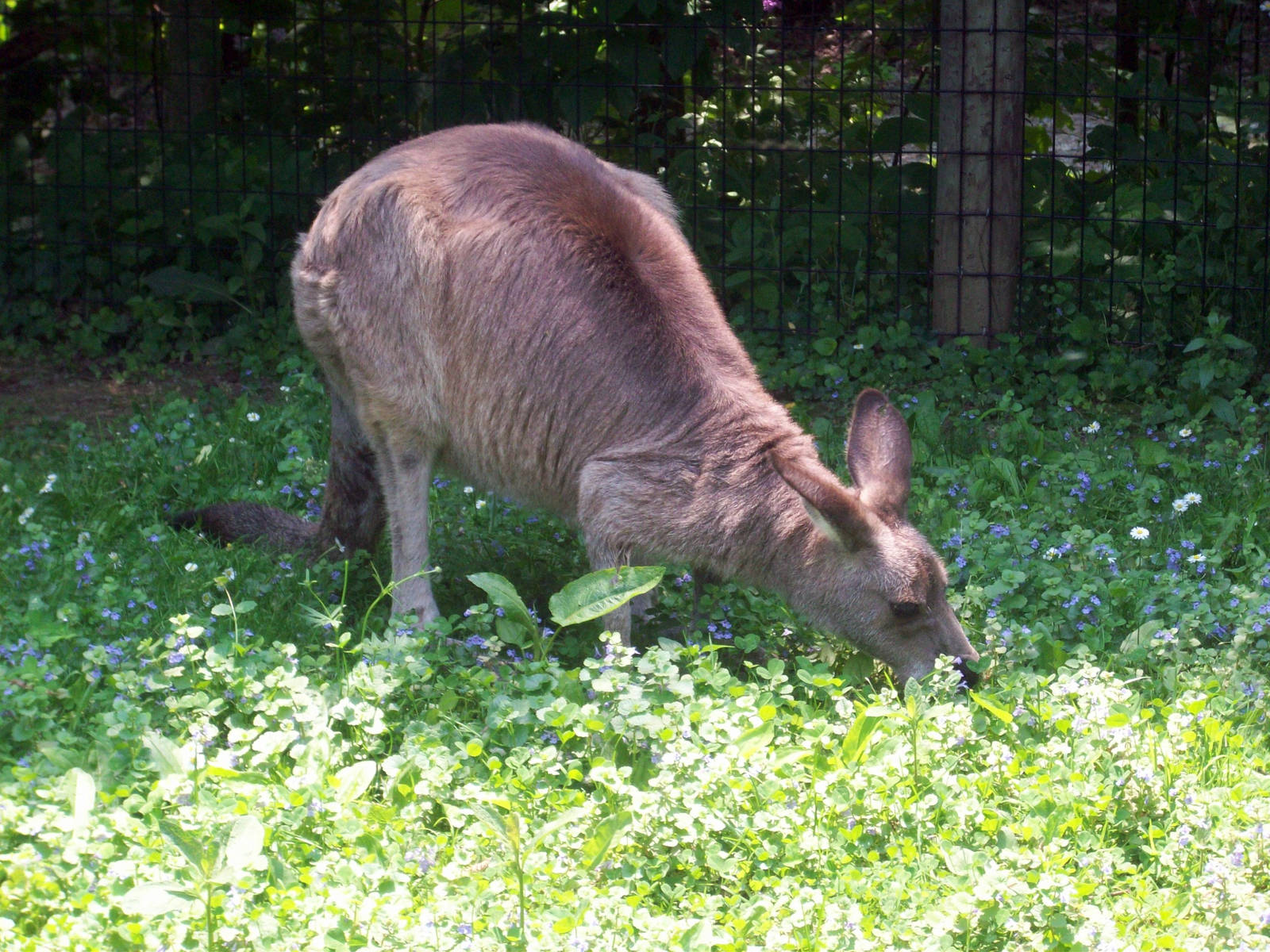 Grey Kangaroo