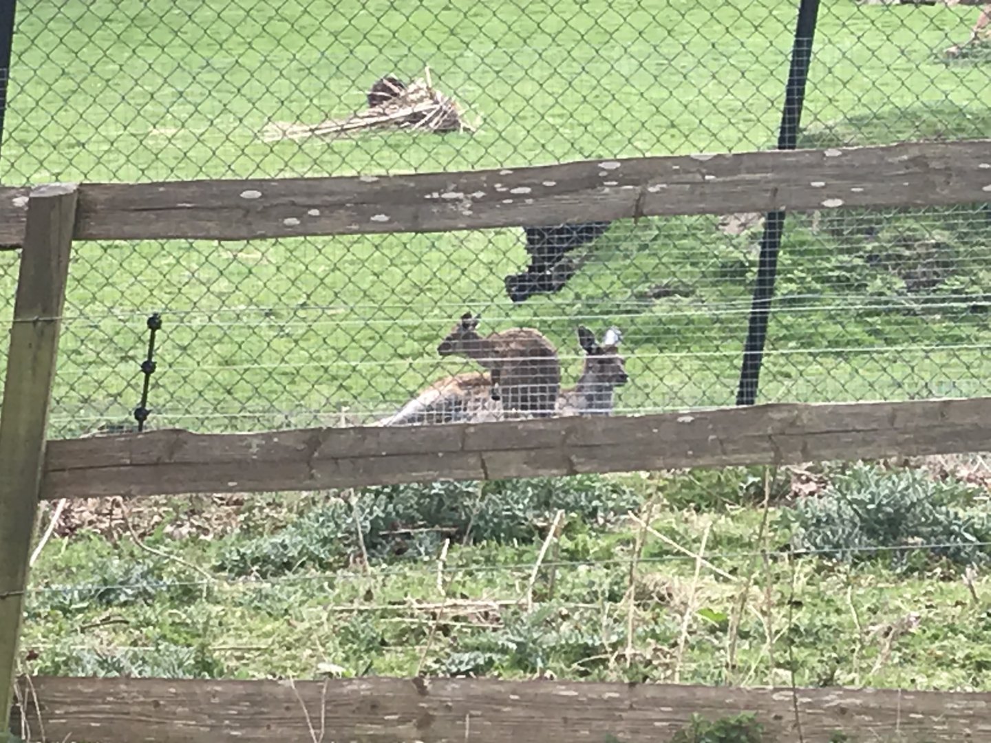 Grey kangaroos (2020)