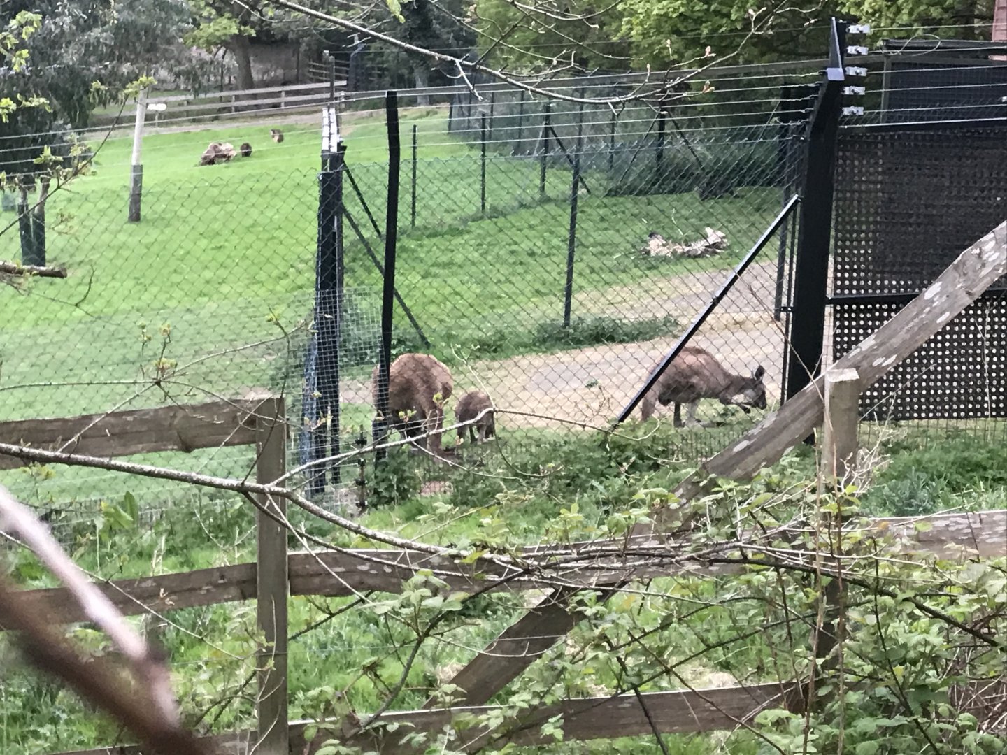 Grey kangaroos (2020)