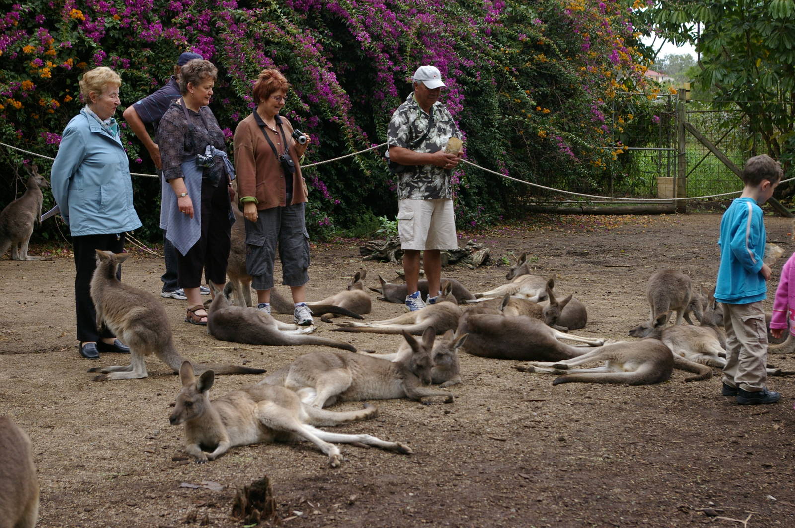 grey kangaroos, Alma Park Zoo