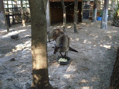 Grey Kangaroos and Muntjacs