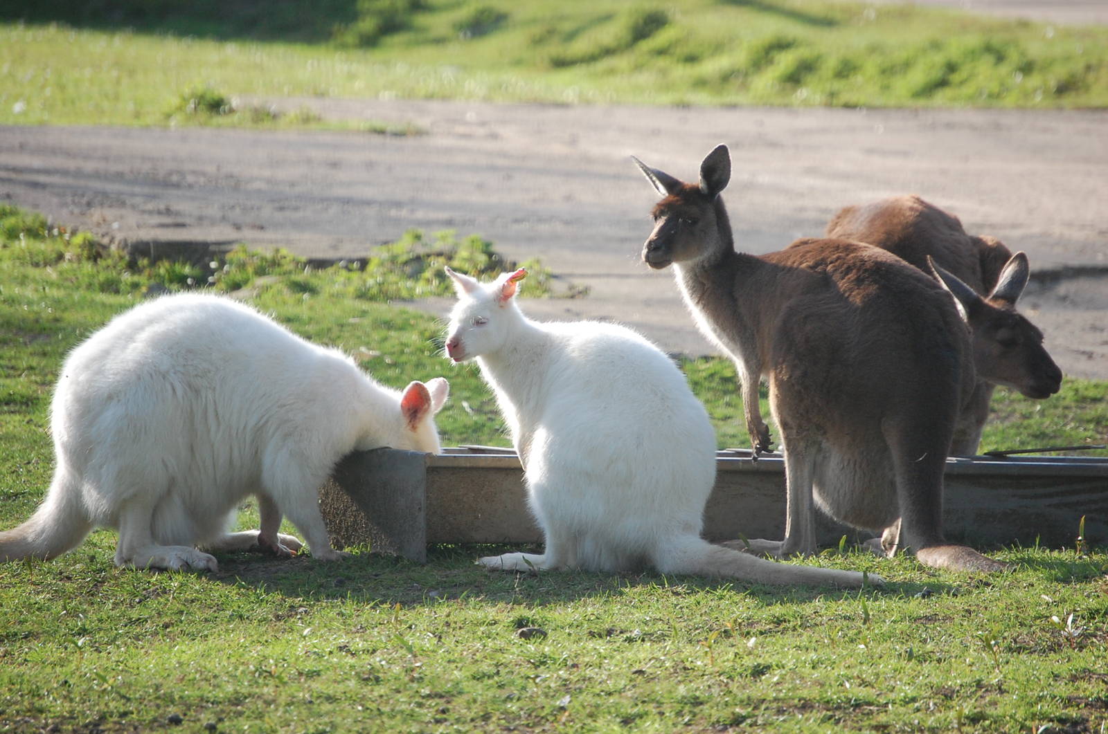 Grey kangaroos and red-necked wallabies