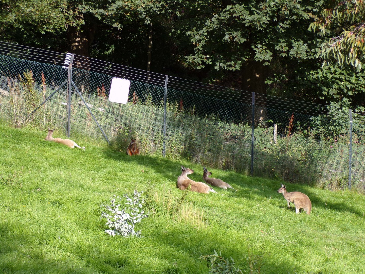 Grey kangaroos and swamp wallaby 14.8.23