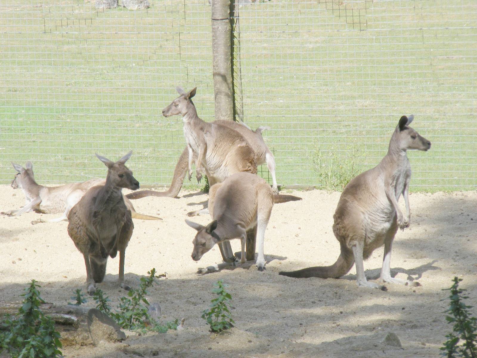 Grey kangaroos at Marwell Wildlife, 27 June 2010
