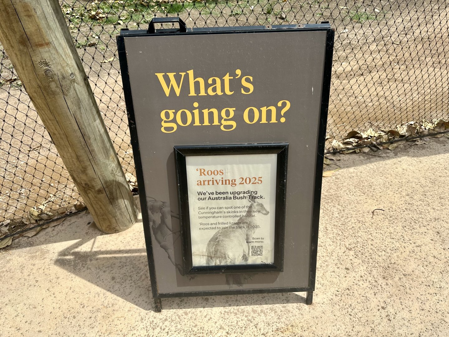 Grey Kangaroos Coming Soon