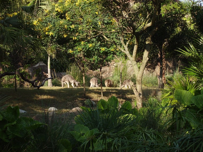 Grey Kangaroos - Discovery Island Trails
