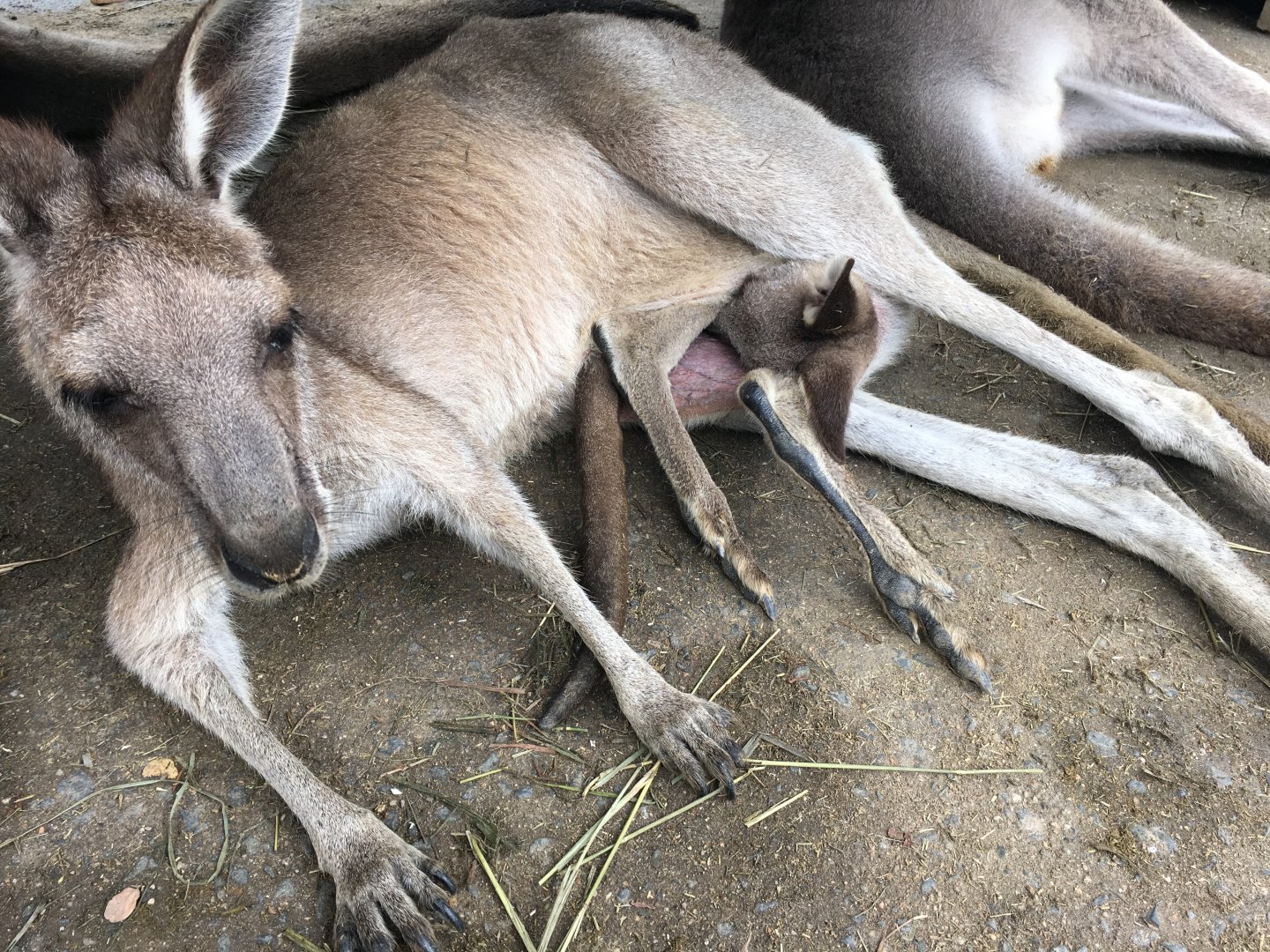 Grey Kangaroos- Nagasaki Biopark