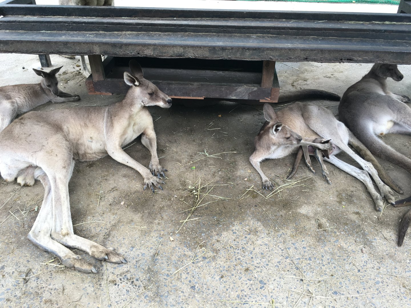 Grey Kangaroos- Nagasaki Biopark