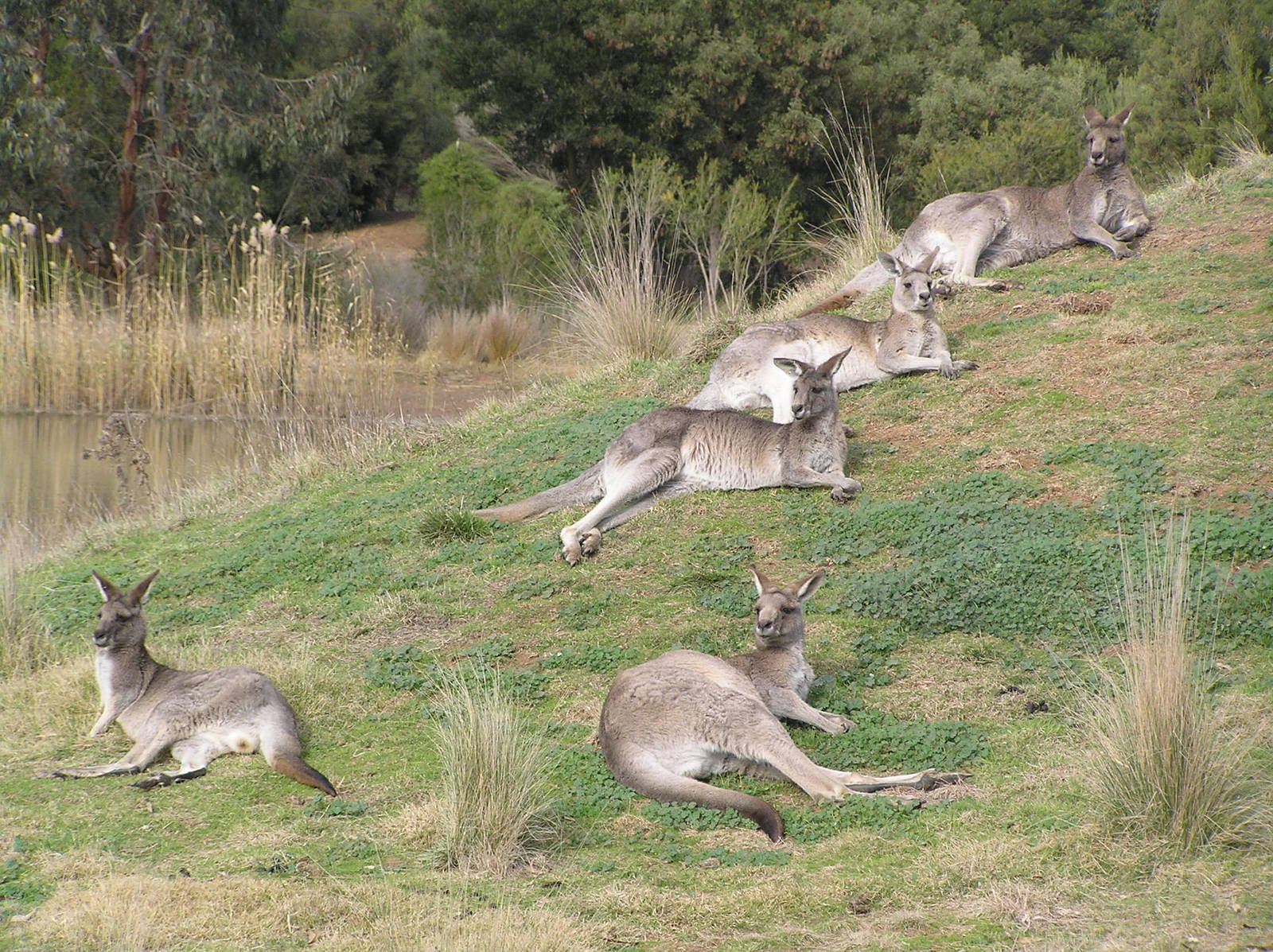 Grey kangaroos - Werribe